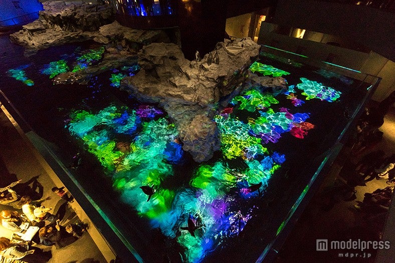 Penguin Candy／画像提供：すみだ水族館