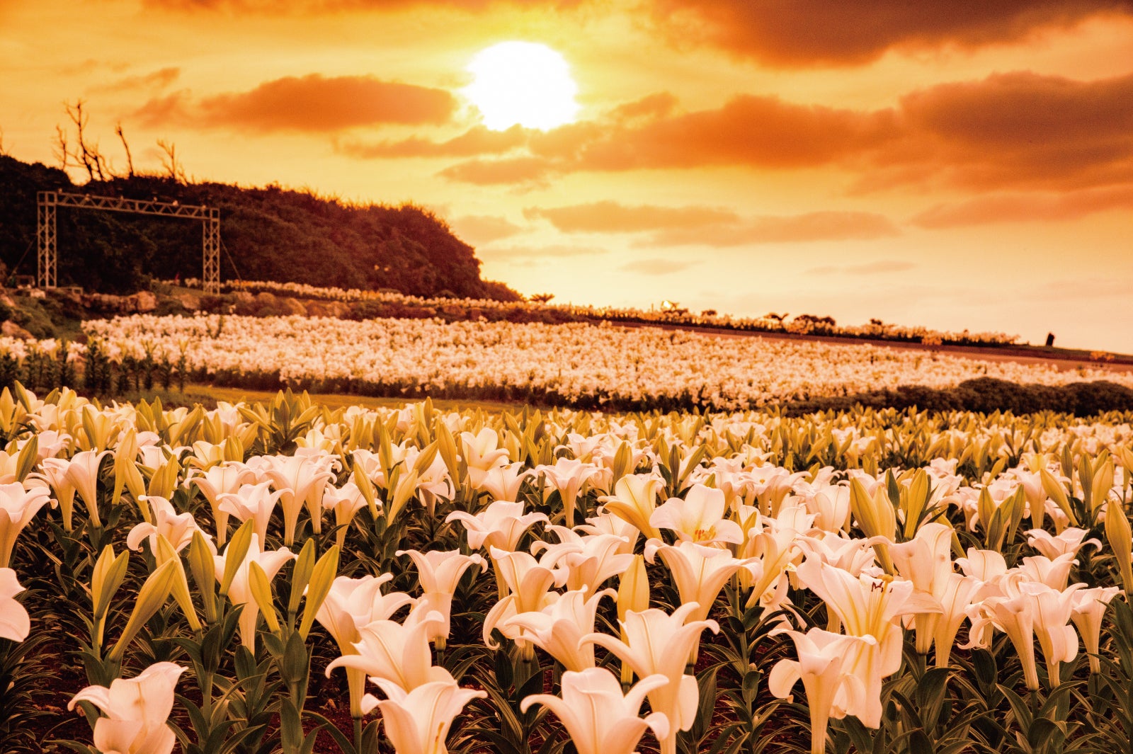 ゆり祭り／提供画像