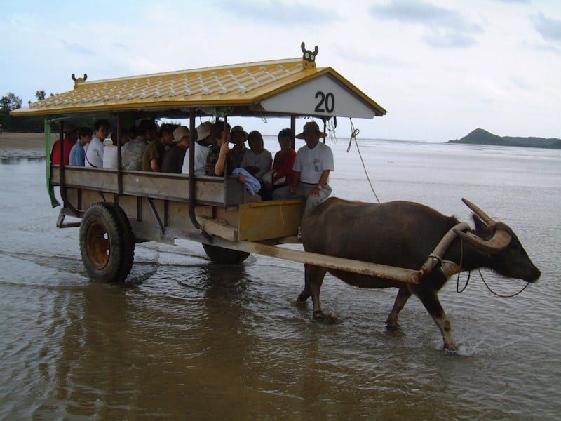 西表島から由布島へ渡る水牛車（2003年5月撮影）