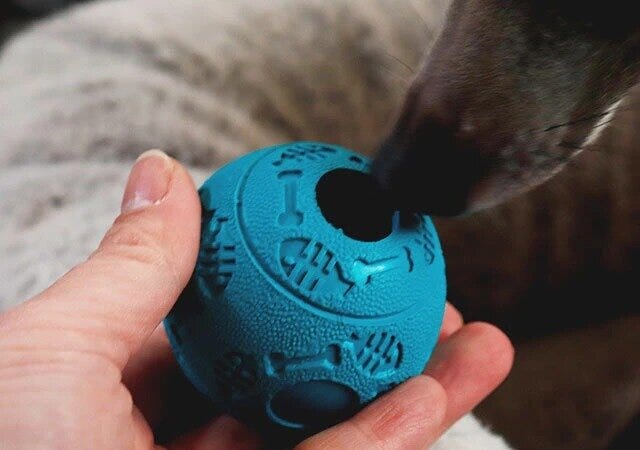 ダイソーのペット用おやつボール（コロコロ）を犬に見せた様子