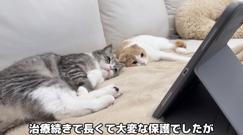 もちまる日記、巣立っていった保護猫について…「寂しいと同時に心からホッとしてます」