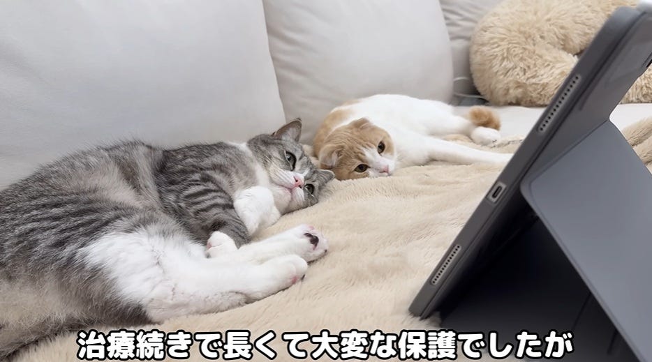 もちまる日記、巣立っていった保護猫について…「寂しいと同時に心からホッとしてます」