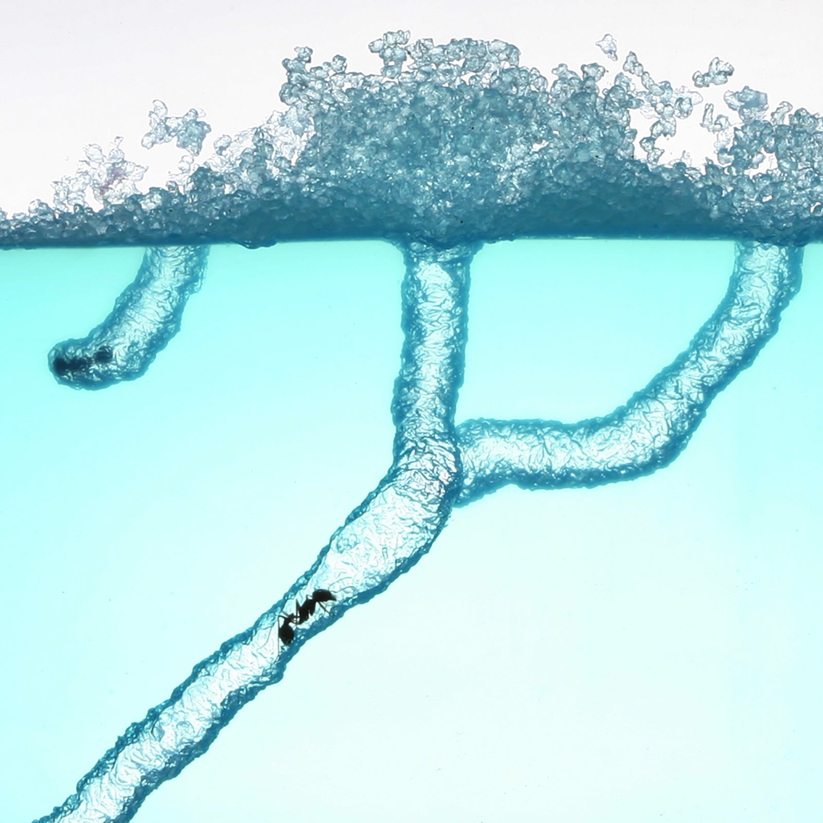 Kroi「Small World」（提供写真）