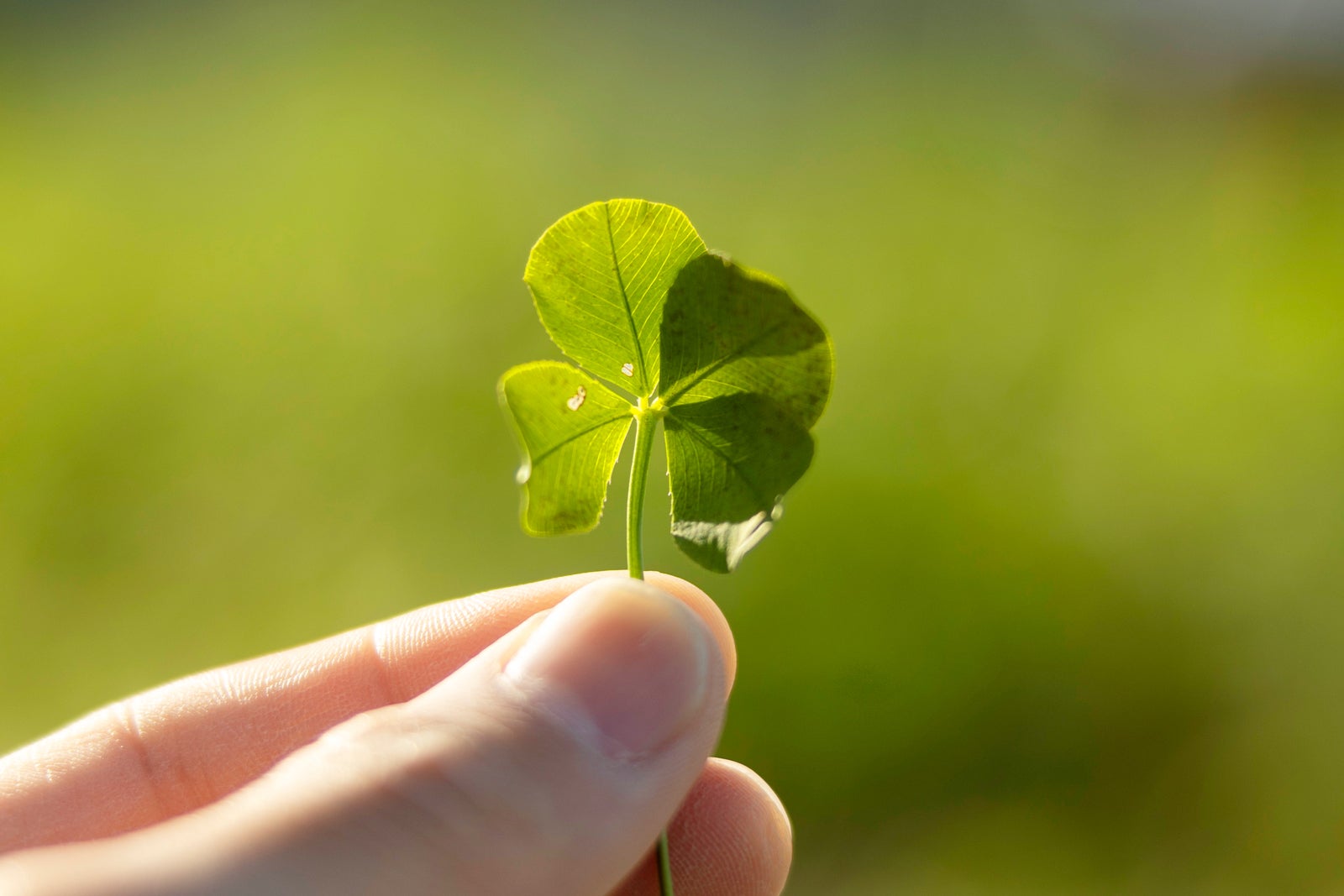 四つ葉のクローバー（C）2025 映画「おいしくて泣くとき」製作委員会