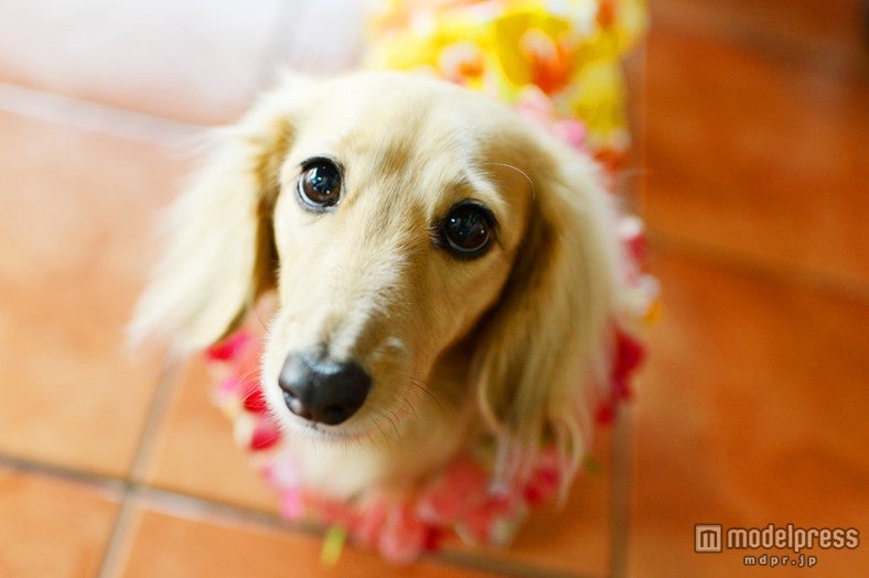 キュートな看板犬・ハナちゃん