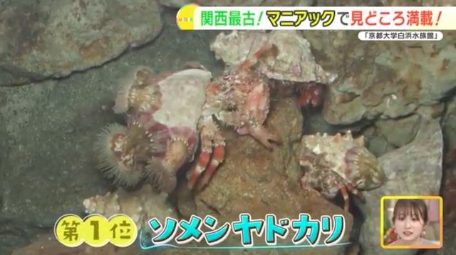 地元の生き物を展示する関西最古の水族館！「京都大学白浜水族館」