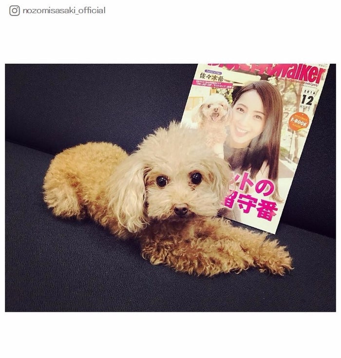 佐々木希の愛犬 エルマ が雑誌表紙に 癒された 可愛くて悶絶 の声続々 モデルプレス