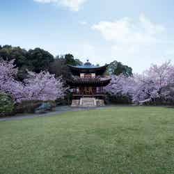 2018年春「そうだ 京都、行こう。」の舞台は「勧修寺」!知る人ぞ知る桜の名所へ