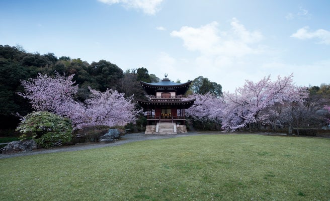 18年春 そうだ 京都 行こう の舞台は 勧修寺 知る人ぞ知る桜の名所へ 女子旅プレス