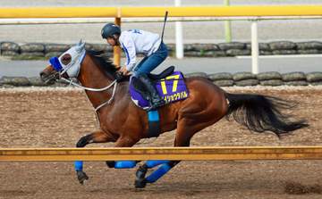 【宝塚記念】メイショウタバル 動き抜群！加速力見せた 石橋師も満足げ「大阪杯に近い動き」