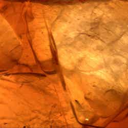 「SING!DANCE!Lipton」編