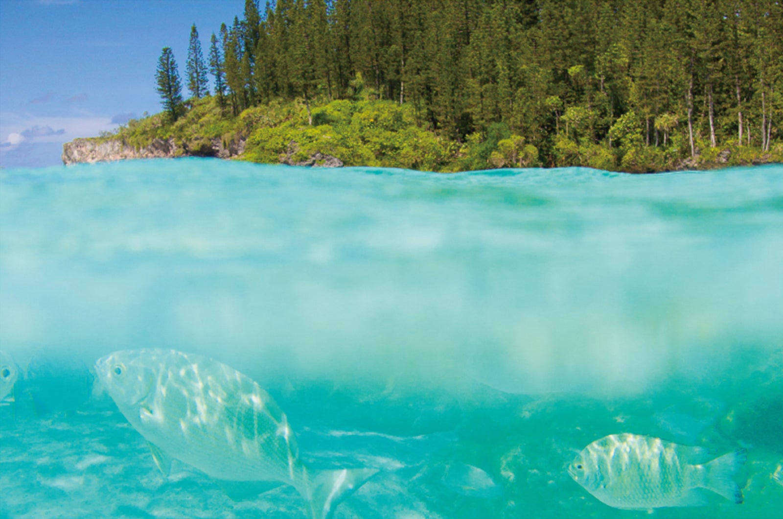 スノーケリングにもってこいのピッシンヌ・ナチュレル／クリアすぎる海水と多くの熱帯魚に感動必至、スノーケルセットは持参がオススメ（C）Toko/NCTPS