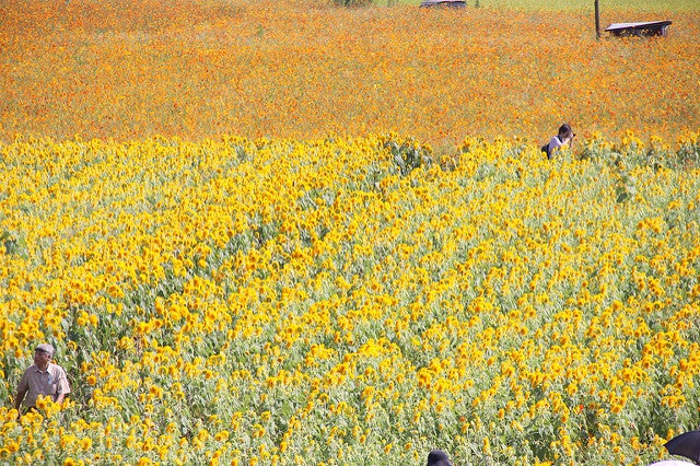 明野のひまわり畑／IMG_9039 by y_uno