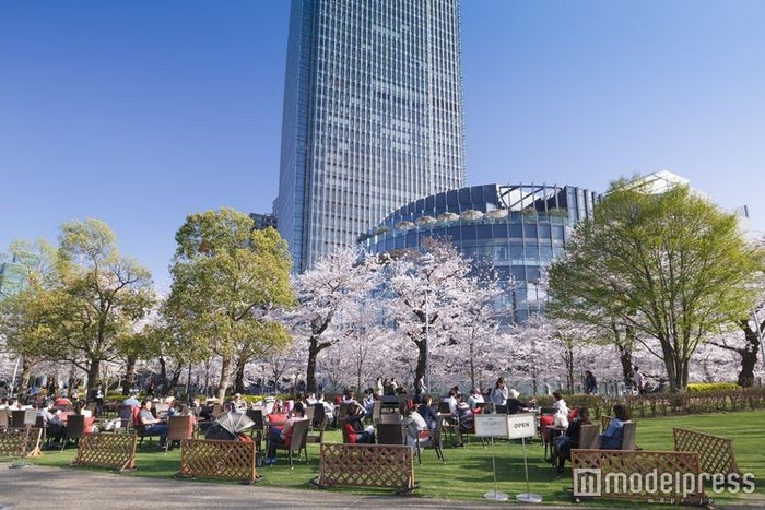 夜桜ライトアップが幻想的 東京ミッドタウンで楽しむ華やかな春 女子旅プレス 夜桜ライトアップが幻想的 東京ミッドタウンで楽しむ華やかな春 女子旅プレス