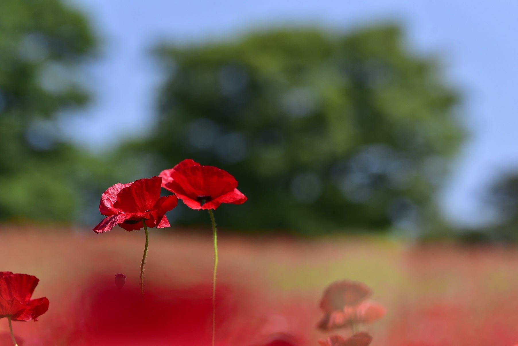シャーレーポーピー／画像提供：国営昭和記念公園管理センター