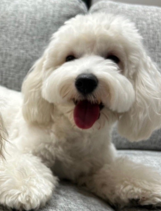 ぼん（提供写真）