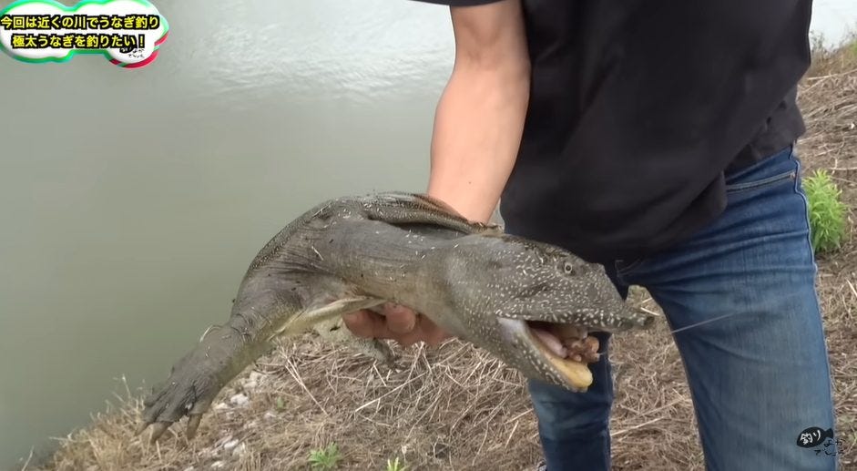 【釣りよか】うなぎ釣りで危ないカメがかかる！？ニゴイやフナもヒット！！