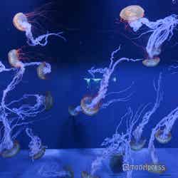 すみだ水族館(C)モデルプレス