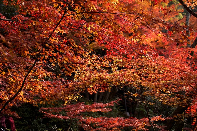 京都の紅葉おすすめランキングBEST5／禅林寺(永観堂) by salchuiwt
