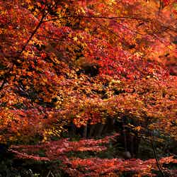 京都の紅葉おすすめランキングBEST5/禅林寺(永観堂) by salchuiwt
