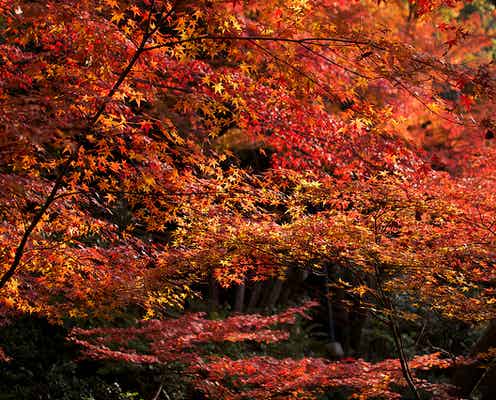 京都の紅葉おすすめランキングBEST5