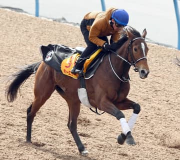 【ダイヤモンドS】ホーエリート 余裕のある走り 戸崎圭も好感触「状態は引き続き高いレベルで安定」