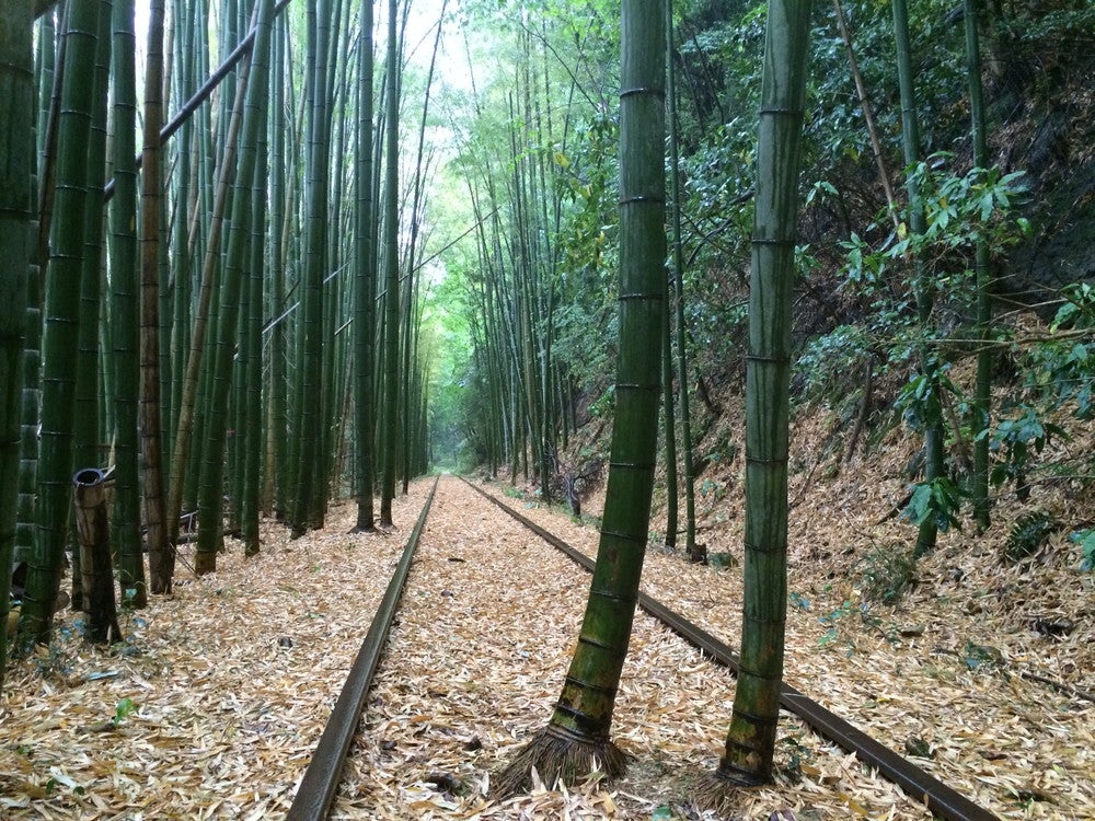 どこまでも続く竹林のトンネルが幻想的。（提供画像）