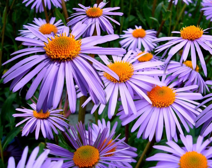 健康 の意味の花言葉16選 大切な人へのプレゼントにもおすすめの花をご紹介 モデルプレス 健康 の意味の花言葉16選 大切な人へのプレゼントにもおすすめの花をご紹介 モデルプレス