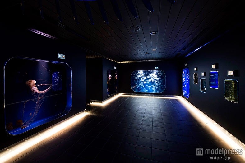 生体展示ゾーン／画像提供：株式会社グランビスタ　ホテル＆リゾート