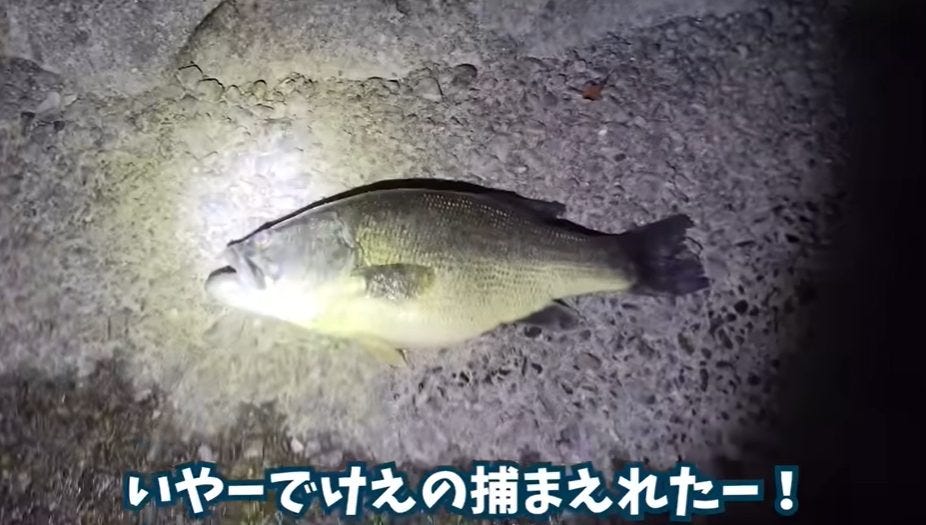 【マーシー】眠っている巨大なブラックバスを〇〇〇で獲る！？【夜の湖】