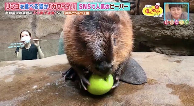 カワイイ姿がSNSで話題に…！人気の動物園・水族館のウラ側