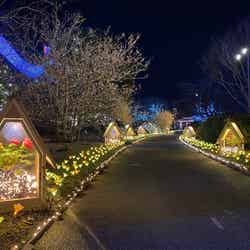 あしかがフラワーパーク/提供画像