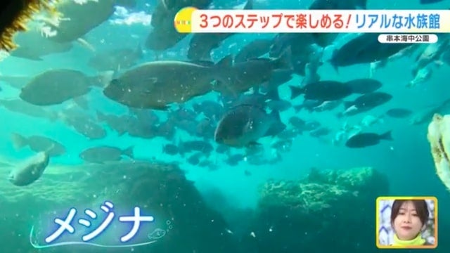 【和歌山】距離、ちかっ！大人も子どもも楽しめる「リアルな水族館」