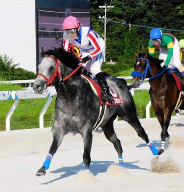 【地方競馬】オマツリオトコが園田・姫山菊花賞で重賞連続V 千七に路線変更して完全復活