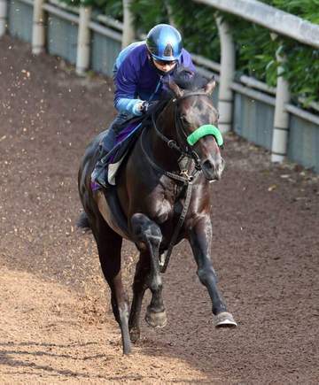 【日本ダービー】ロブチェン順調 松山騎乗でサラッと馬なり 杉山晴師「放牧先でしっかりと取ってもらった」皐月賞ダメージなし