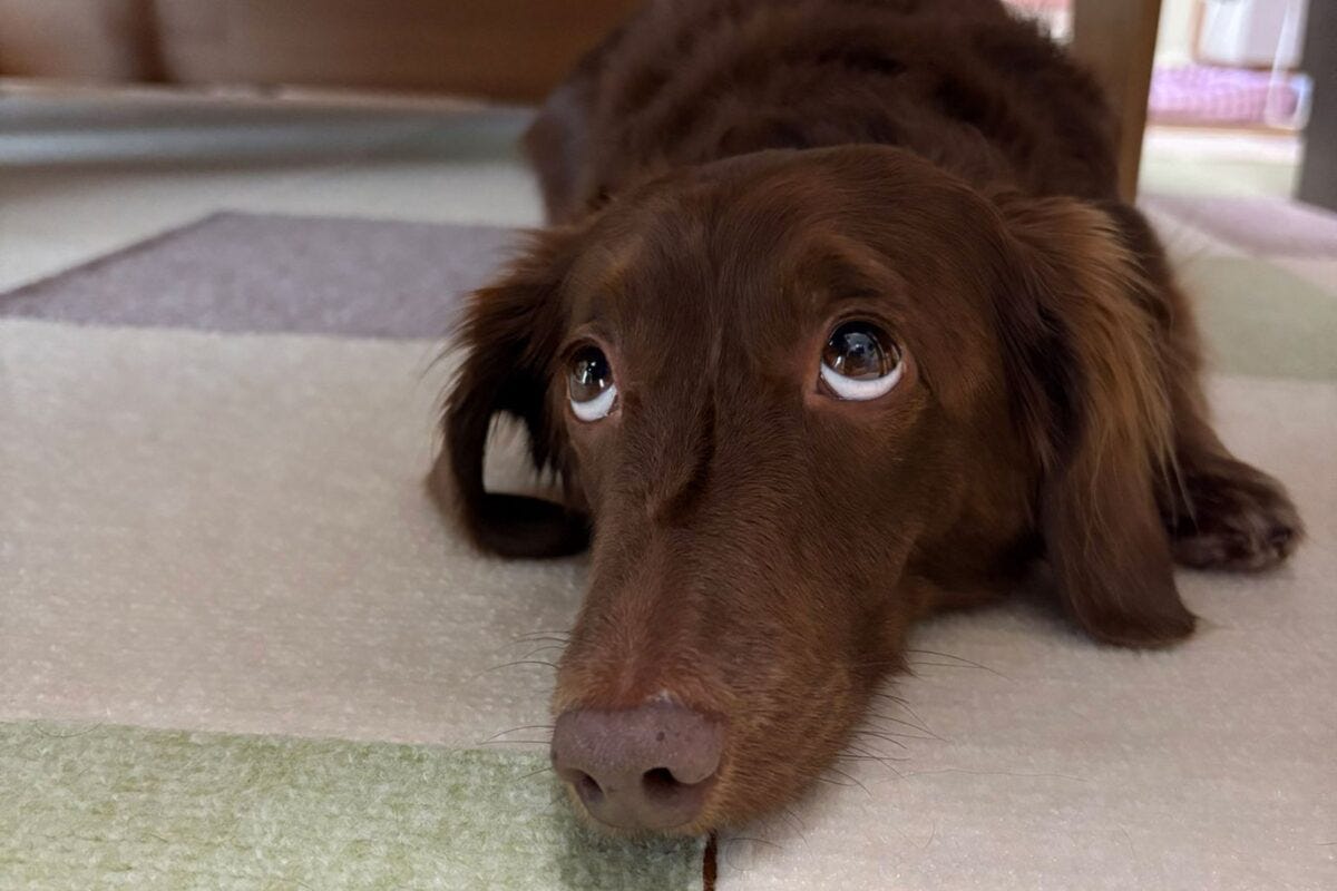 ダックスフンドのレオくん