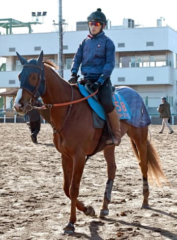 ミッキーファイトはドバイ遠征見送りへ 川崎記念とかしわ記念の2択