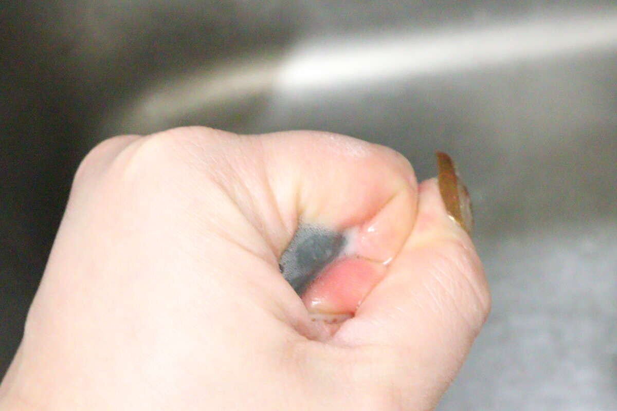 やわらか吸水スポンジ（キューブ形、1個）　絞る