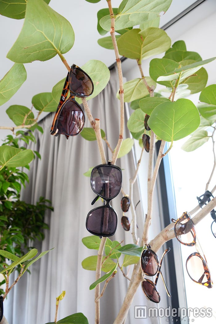 サングラスの木(C)モデルプレス