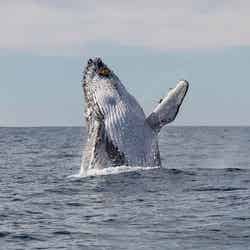 クジラの大ジャンプが見られたらラッキー（C）Destination NSW
