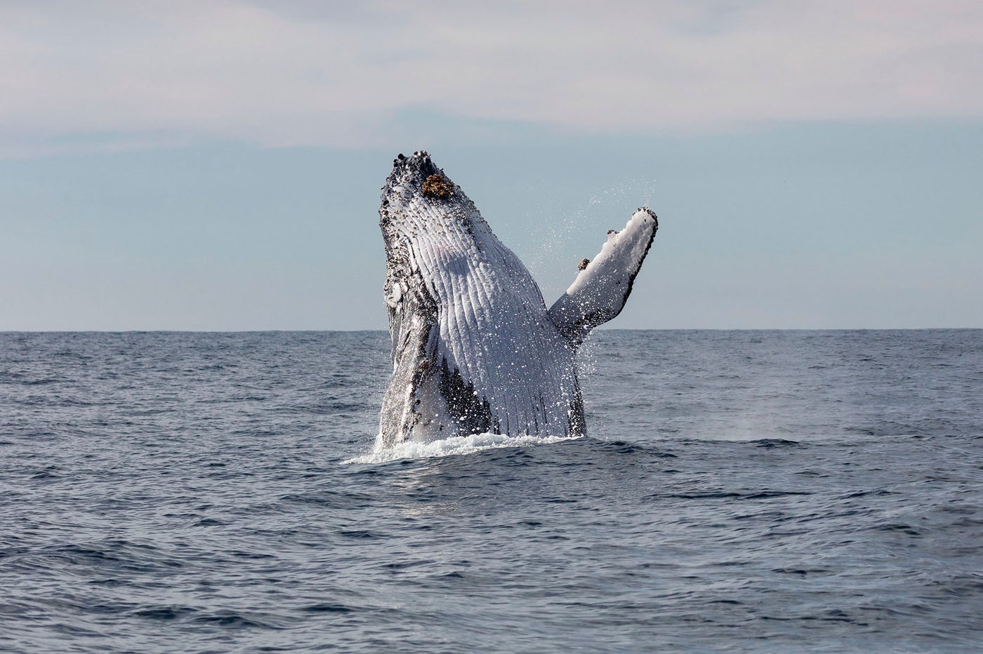 クジラの大ジャンプが見られたらラッキー（C）Destination NSW
