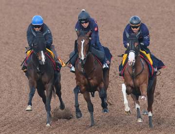 【チャーチルダウンズC】サンダーストラック 3頭併せで先着 太田助手「精神的にも肉体的にもいい意味で余白あり」