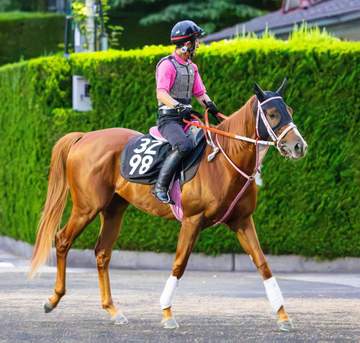 【レパードS】ショウナンバンライ3連勝で重賞初Vへ 松下師「左回りは初めてですが、走法からして大丈夫」 鞍上・田山を信頼