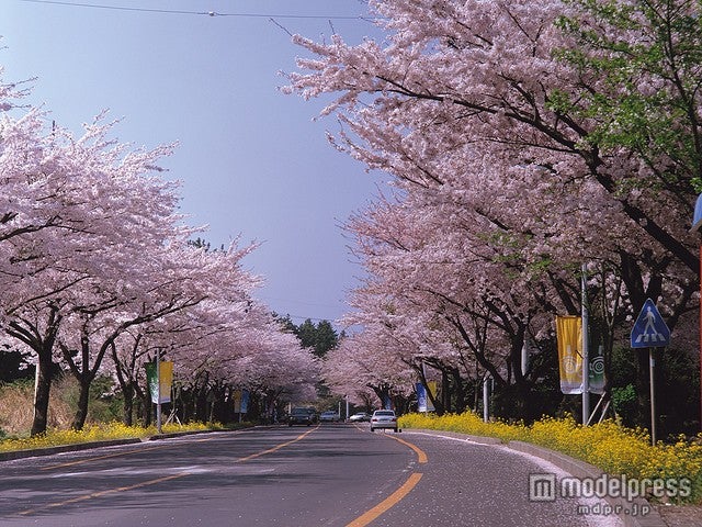 済洲島・市民福祉タウン周辺の桜／photo by KOREA.NET - Official page of the Republic of Korea