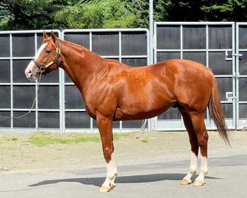 屈腱炎で引退もジャックドールは種牡馬として奮闘中 鮫川場長は高評価「手の掛からない優等生」産駒は雄大な馬体を継承