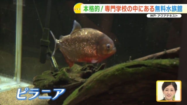 【兵庫】大人も子どもも無料で楽しめる！学校内にある「穴場の水族館」