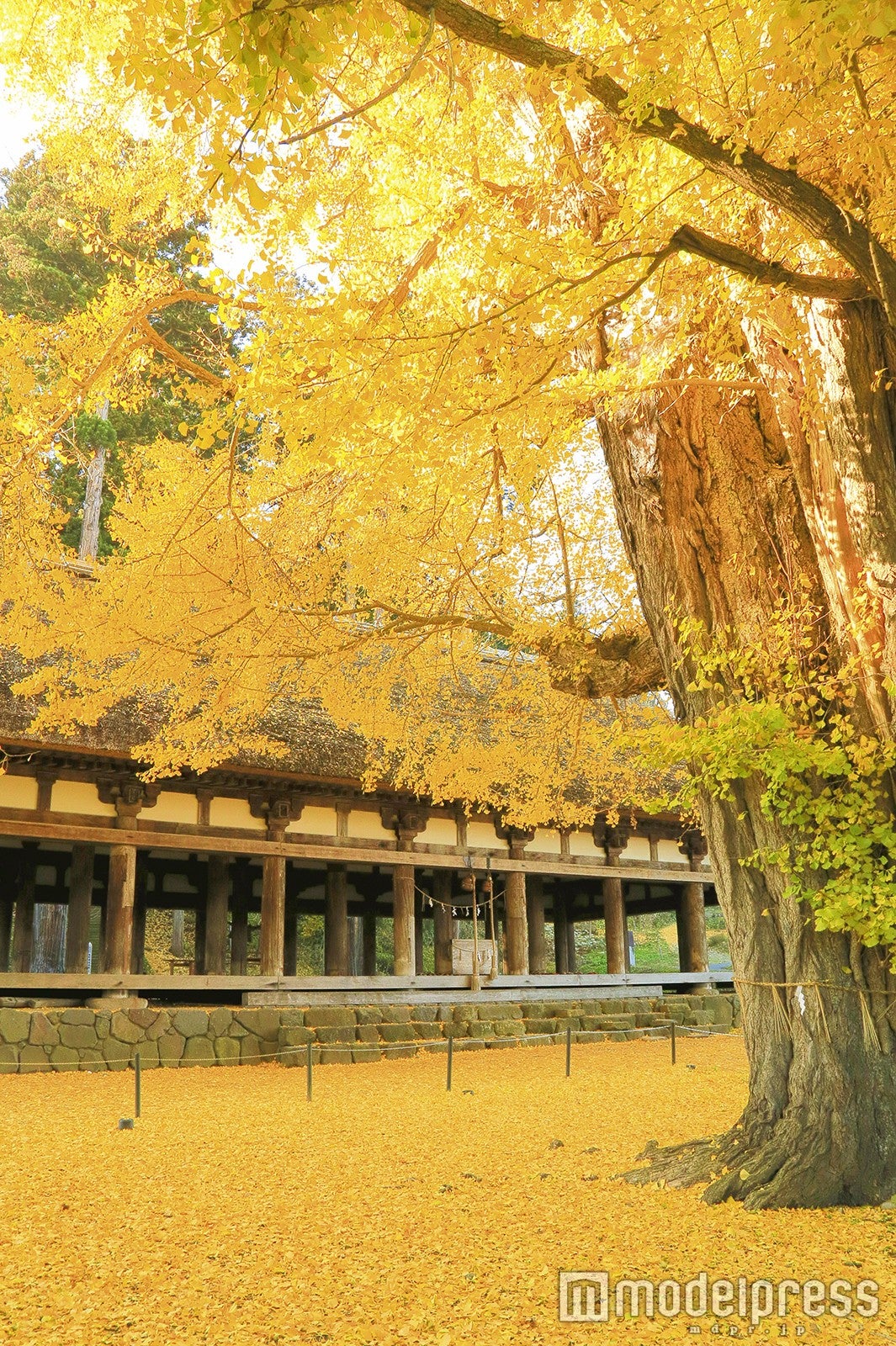 長床の大イチョウ／画像提供：福島県