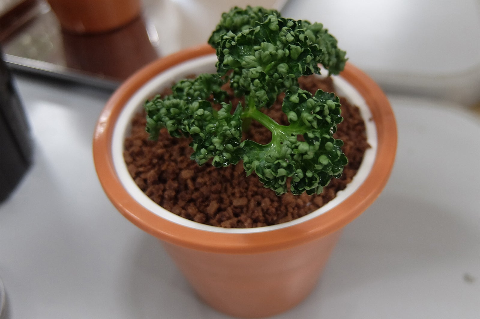 盆栽アイス／画像提供：アイスクリーム博覧会2017PR事務局