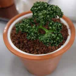 盆栽アイス/画像提供:アイスクリーム博覧会2017PR事務局