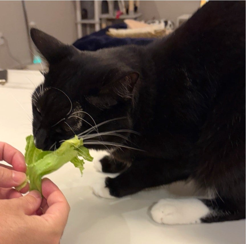 藤あや子ブログより